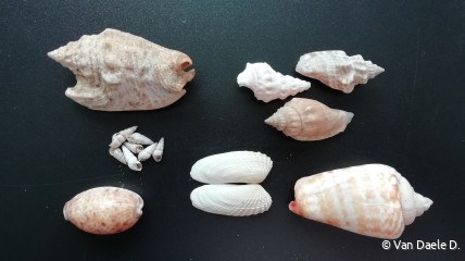 Ontdek 600 jaar KU Leuven in een dubbel tentoonstelling