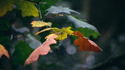Arboretum van Groenendaal
